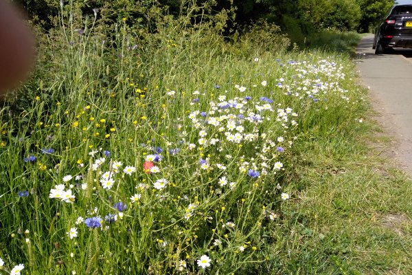 Wildflower Verges